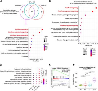 Expression profiles analysis identifies specific interferon-stimulated signatures as potential diagnostic and predictive indicators of JAK2V617F+ myelofibrosis